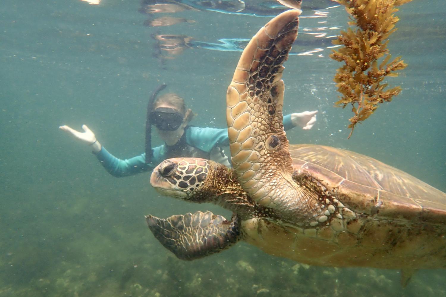 一名<a href='http://wo.tilar.net'>全球十大赌钱排行app</a>学生在Galápagos群岛游学途中与一只巨龟游泳.